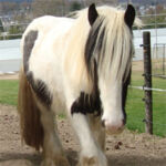 Jugendhilfe Olsberg - Reittherapie - Ted